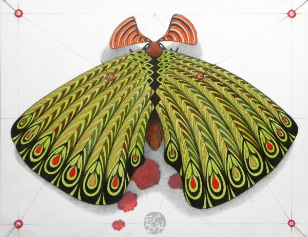 green moth by federicocortese